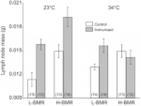 Heat dissipation does not suppress an immune response in ...