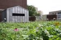 McArthur/McCollum Building — Recover Green Roofs