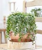 31 best Plants I Want images on Pinterest | Indoor plants ...