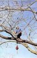 Tree Removal Services in Warren County, NJ