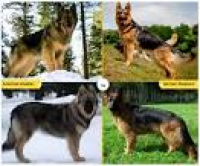11 Dog Breeds Like the German Shepherd | PetHelpful