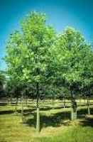 11 best Poplar Trees images on Pinterest | Trees online, Poplar ...