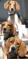 Best 25+ Beagle rescue ideas on Pinterest | Vizsla rescue, Killing ...