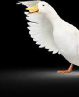 Aflac | America's Most Recognized Supplemental Insurance Company