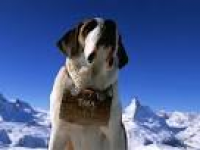 322 best Search, rescue and cadaver dogs images on Pinterest ...