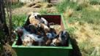 Saint Bernard , Great Pyrenees Cross Puppies for Sale in Bennett ...
