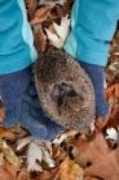 Help a hedgehog | The Wildlife Trusts