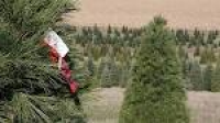 A master list of cut-your-own Christmas tree farms in Cincinnati