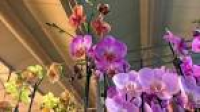 Oberlin, Ohio, greenhouse grows orchids with help from flower ...