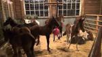 A visit to Last Chance Corral foal rescue - YouTube