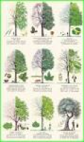 1939 best Trees images on Pinterest | Nature, Landscapes and Trees