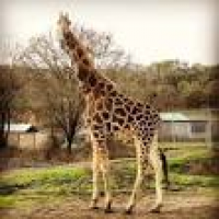 Wildlife Safari - 439 Photos & 168 Reviews - Zoos - 1790 Safari Rd ...
