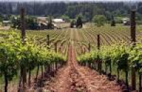 Memorial Day Weekend at Willamette Valley Wineries | Portland Monthly