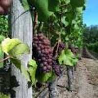 Cristom Vineyards - 60 Photos & 26 Reviews - Wineries - 6905 ...