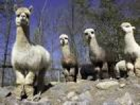 Alpaca to Apparel opens Thursday