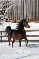 76 best American Morgan Horse images on Pinterest