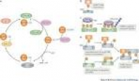 A comprehensive compilation of SUMO proteomics | Nature Reviews ...
