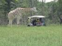 Drive a Golf Cart, Feed Animals - Review of Serengeti Resort ...