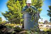 Top 10 Best Dallas TX Tree Services | Angie's List
