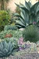 Xeriscaping, Drought Tolerant Land Cover | Agaves, South america ...
