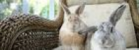 Rabbit Advice, Tips and Health Information | RSPCA