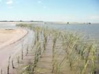 Galveston Island Marsh Restoration Program | HDR