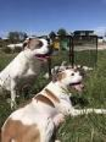 american bulldog in Hobart Region, TAS | Dogs & Puppies | Gumtree ...