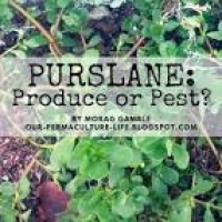 Our Permaculture Life: Purslane: Nourishing Produce or Annoying Pest?