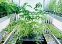 128 best hydroponic gardening images on Pinterest | Hydroponic ...