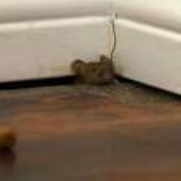 Strategic Termite & Pest Control - 29 Photos & 14 Reviews - Pest ...