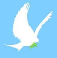 Dove With Olive Branch | Free Download Clip Art | Free Clip Art ...