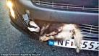 Badger SURVIVES being hit by car inside radiator grille | Daily ...