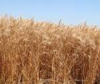 New winter wheat variety offers high yields, disease resistance