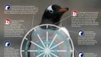 Penguin Post Office | Cycle of Life at the Penguin Post Office ...