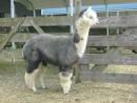 Wright Choice Alpacas is an alpaca farm located in Castleton ...