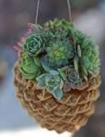 1402 best Pine cones images on Pinterest