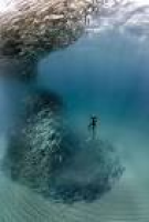 871 best Fish + Underwater images on Pinterest | Underwater, Fly ...