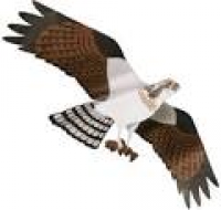 Jackite Bird Kites/Windsocks | jackite