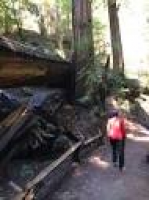 hiking next to a fallen redwood in Armstrong Redwood State Reserve ...