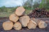 Hardwood Veneer Logs | Rolling Ridge Woods, Parkersburg WV