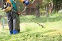 Tree Removal, Tree Trimming & Pest Control - TreesNBees.com