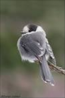 Gray Jay by DanielCadieux | Lovely Birds | Pinterest | Jay, Gray ...